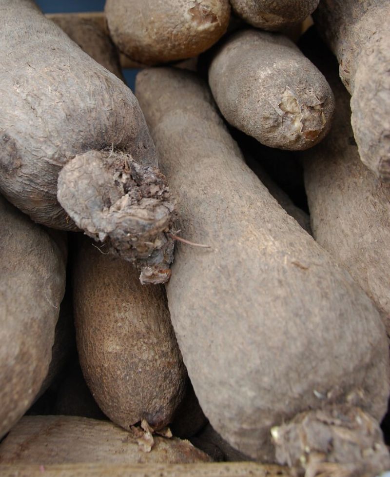 Yams for export